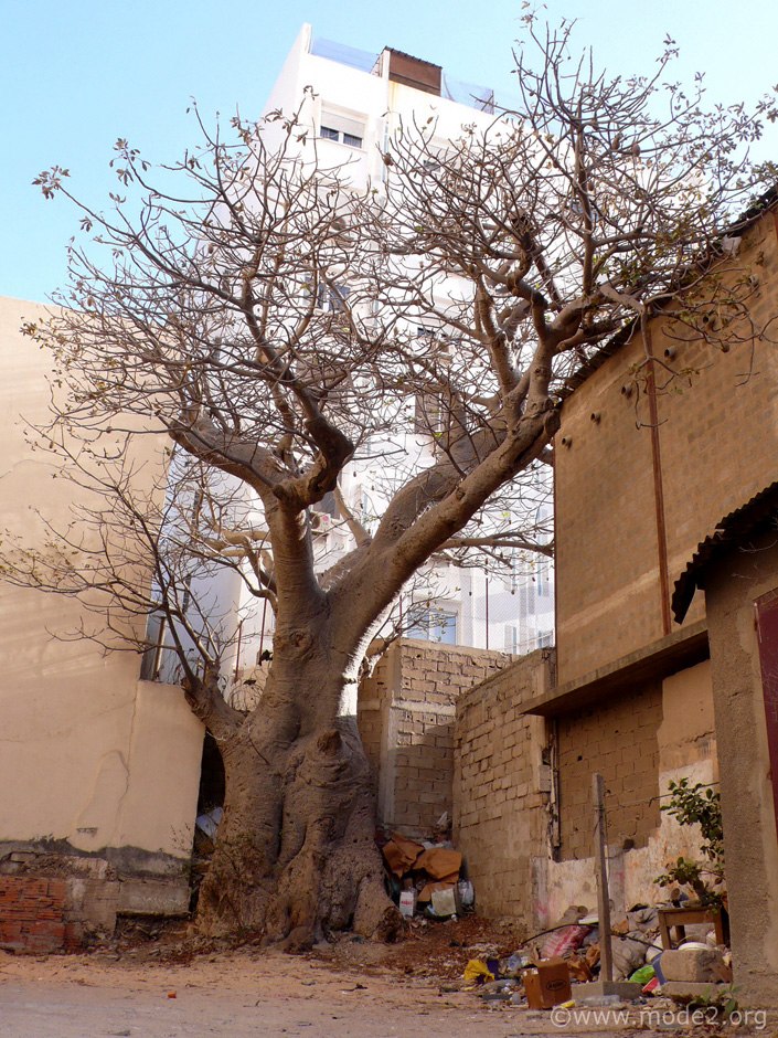 Some trees are held as being sacred in Senegal, and no level of "human progress" is ever allowed to remove them...